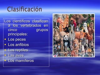 Los científicos clasifican a los vertebrados en cinco grupos principales: Los peces Los anfibios Los reptiles Las aves Los mamíferos 