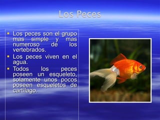 Los peces son el grupo mas simple y mas numeroso de los vertebrados. Los peces viven en el agua. Todos los peces poseen un esqueleto, solamente unos pocos poseen esqueletos de cartílago. 