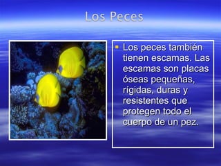 Los peces también tienen escamas. Las escamas son placas óseas pequeñas, rígidas, duras y resistentes que protegen todo el cuerpo de un pez. 