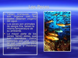 Tienen branquias, que son órganos con los cuales obtienen oxigeno del agua. Los peces son animales de sangre fría, tienen la misma temperatura de su ambiente. La mayor parte de los peces  tienen aletas, que son apéndices óseos cubiertos por una capa   de piel. Las utilizan para desplazarse y moverse en el agua. 