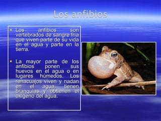 Los anfibios son vertebrados de sangre fría que viven parte de su vida en el agua y parte en la tierra. La mayor parte de los anfibios ponen sus huevos en el agua o en lugares húmedos. Los renacuajos viven   y nadan en el agua, tienen branquias y obtienen el oxigeno del agua.  