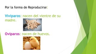 Por la forma de Reproducirse:
Vivíparos: nacen del vientre de su
madre.
Ovíparos: nacen de huevos.
 