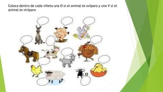 Coloca dentro de cada viñeta una O si el animal es ovíparo y una V si el
animal es vivíparo
 