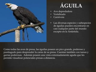 ÁGUILA
• Ave depredadora
• Vertebrado
• Carnívora
• Las diversas especies y subespecies
de águilas pueden encontrarse en
casi cualquier parte del mundo
excepto en la Antártida.
Como todas las aves de presa, las águilas poseen un pico grande, poderoso y
puntiagudo para desprender la carne de su presa. Cuentan también con tarsos y
garras poderosas. Además poseen una vista extremadamente aguda que les
permite visualizar potenciales presas a distancia.
 