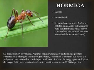 HORMIGA
• Insecto
• Invertebrado
• Su tamaño es de unos 3 a 5 mm ,
habitan en galerías subterráneas
pero son también activas sobre
la superficie. Su reproducción es
a través de huevos (ovíparos)
Su alimentación es variada. Algunas son agricultoras y cultivan sus propios
sembradíos de hongos. Otras son ganaderas, apacentan y ordeñan sus hatos de
pulgones para extraerles la miel que producen. Son uno de los grupos zoológicos
de mayor éxito y en la actualidad están clasificadas más de 12 000 especies.
 