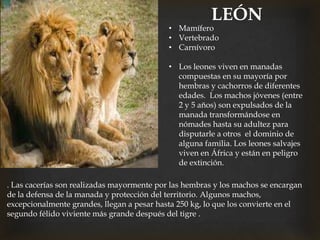 LEÓN
• Mamífero
• Vertebrado
• Carnívoro
• Los leones viven en manadas
compuestas en su mayoría por
hembras y cachorros de diferentes
edades. Los machos jóvenes (entre
2 y 5 años) son expulsados de la
manada transformándose en
nómades hasta su adultez para
disputarle a otros el dominio de
alguna familia. Los leones salvajes
viven en África y están en peligro
de extinción.
. Las cacerías son realizadas mayormente por las hembras y los machos se encargan
de la defensa de la manada y protección del territorio. Algunos machos,
excepcionalmente grandes, llegan a pesar hasta 250 kg, lo que los convierte en el
segundo félido viviente más grande después del tigre .
 