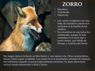 ZORRO
• Mamífero
• Vertebrado
• Omnívoro
• Los zorros (vulpinos) son una
tribu de mamíferos omnívoros
incluidos en la familia de los
cánidos.
• Se encuentran en casi todos los
continentes, aunque la más
extendida es el zorro rojo o
zorro común, que habita en
Europa y América del Norte.
Sus rasgos típicos incluyen un fino hocico y una espesa cola. Otras características
físicas varían según su hábitat. Los zorros no son usualmente animales de manada.
Son solitarios cazando su presa (especialmente roedores). Su dieta alimenticia
incluye desde saltamontes a fruta y bayas.
 
