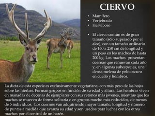 CIERVO
• Mamífero
• Vertebrado
• Hervíboro
• El ciervo común es de gran
tamaño (sólo superado por el
alce), con un tamaño ordinario
de 160 a 250 cm de longitud y
un peso en los machos de hasta
200 kg. Los machos presentan
cuernas que renuevan cada año
y, en algunas subespecies, una
densa melena de pelo oscuro
en cuello y hombros.
La dieta de esta especie es exclusivamente vegetariana, con más peso de las hojas
sobre las hierbas. Forman grupos en función de su edad y altura. Las hembras viven
en manadas de decenas de ejemplares con sus retoños más jóvenes, mientras que los
machos se mueven de forma solitaria o en grupos mucho más reducidos, de menos
de 5 individuos. Los cuernos van adquiriendo mayor tamaño, longitud y número
de puntas a medida que avanza su edad y son usados para luchar con los otros
machos por el control de un harén.
 