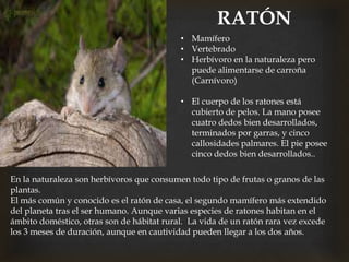 RATÓN
• Mamífero
• Vertebrado
• Herbívoro en la naturaleza pero
puede alimentarse de carroña
(Carnívoro)
• El cuerpo de los ratones está
cubierto de pelos. La mano posee
cuatro dedos bien desarrollados,
terminados por garras, y cinco
callosidades palmares. El pie posee
cinco dedos bien desarrollados..
En la naturaleza son herbívoros que consumen todo tipo de frutas o granos de las
plantas.
El más común y conocido es el ratón de casa, el segundo mamífero más extendido
del planeta tras el ser humano. Aunque varias especies de ratones habitan en el
ámbito doméstico, otras son de hábitat rural. La vida de un ratón rara vez excede
los 3 meses de duración, aunque en cautividad pueden llegar a los dos años.
 
