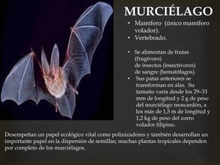 • Mamífero (único mamífero
volador).
• Vertebrado.
• Se alimentan de frutas
(frugívoro)
de insectos (insectívoros)
de sangre (hematófagos).
• Sus patas anteriores se
transforman en alas. Su
tamaño varía desde los 29–33
mm de longitud y 2 g de peso
del murciélago moscardón, a
los más de 1,5 m de longitud y
1,2 kg de peso del zorro
volador filipino.
MURCIÉLAGO
Desempeñan un papel ecológico vital como polinizadores y también desarrollan un
importante papel en la dispersión de semillas; muchas plantas tropicales dependen
por completo de los murciélagos.
 