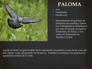 PALOMA
• Ave
• Vertebrado
• Herbívoros
• Naturalmente las palomas se
alimentan de semillas y frutos.
Las Colúmbidas se distribuyen
por todo el mundo, excepto la
Antártida y el Ártico, y con
centro de dispersión en
América Central.
Aparte de tener un gran sentido de la orientación, la paloma es una de las aves que
más rápido vuela, alcanzando los 56 km/h. También caracteriza a las palomas su
agudísimo sentido de la vista.
 