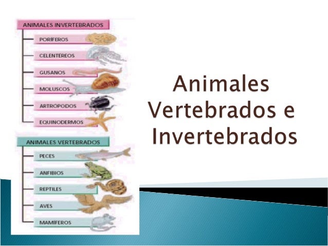 0ppt Animales Vertebrados E Invertebrados