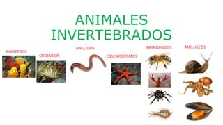ANIMALES
INVERTEBRADOS
PORÍFEROS
CNIDARIOS
ANELIDOS
EQUINODERMOS
ARTRÓPODOS MOLUSCOS
 