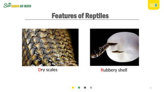 Rubbery Shell presentación para primaria de animales en ingles | PPTX