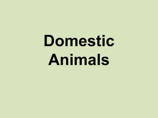 Domestic
Animals

 