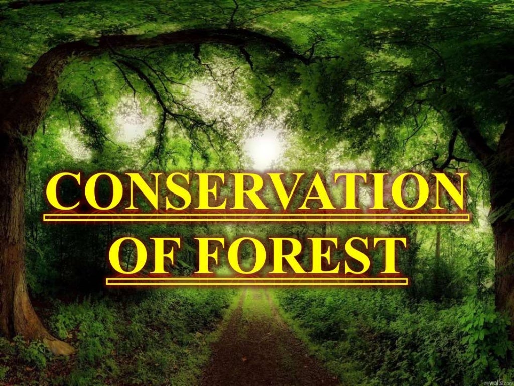 forest-conservation-animated-ppt