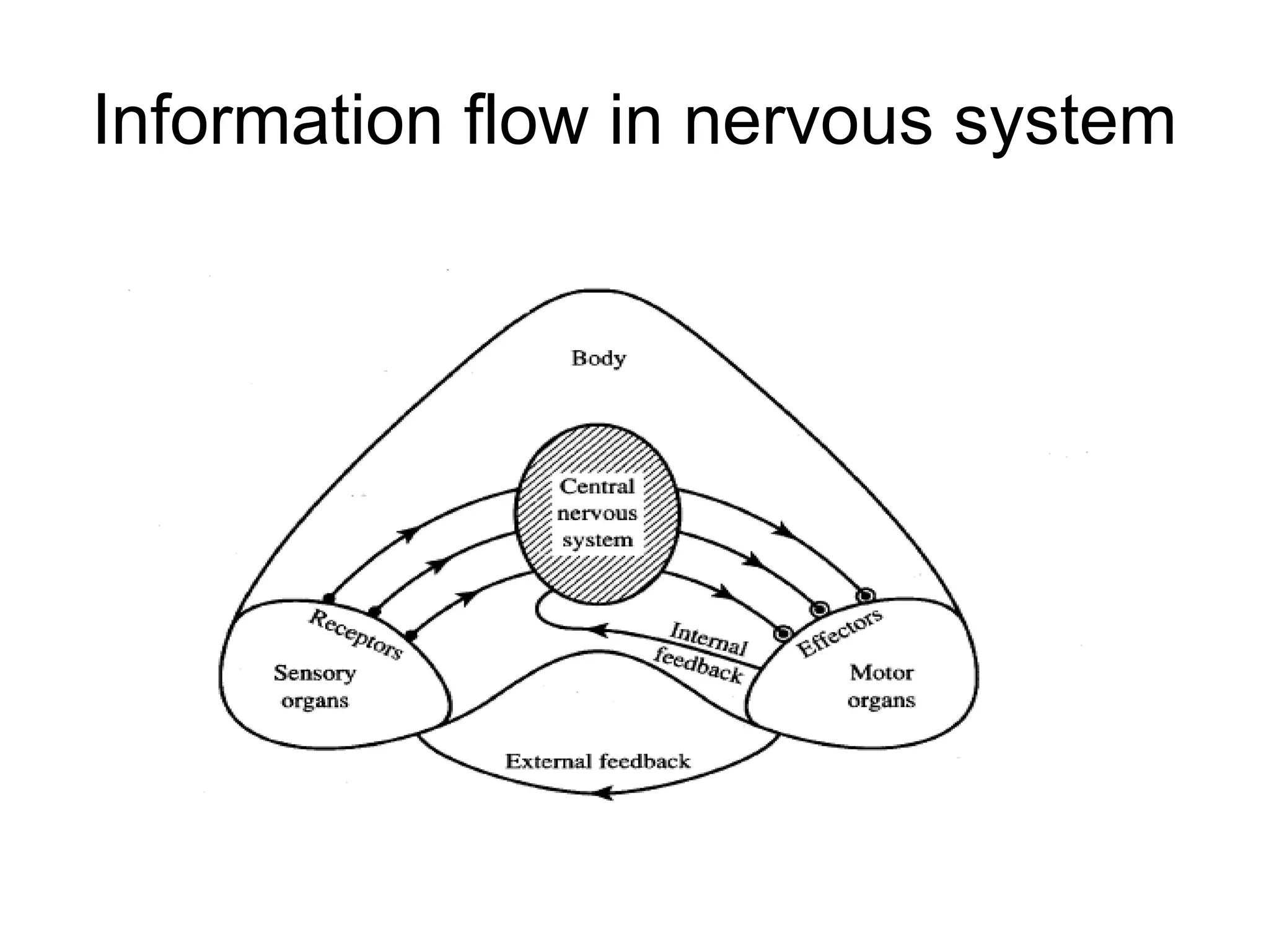 Information flow in nervous system
 