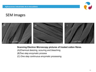 Aplicaciones industriales de la biocatálisis
SEM Images
18
A B C
Scanning Electron Microscopy pictures of treated cotton fibres.
(A)Chemical desizing, scouring and bleaching
(B)Two step enzymatic process
(C) One step continuous enzymatic processing
 