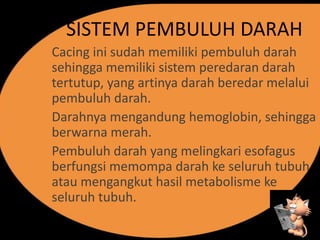 SISTEM PEMBULUH DARAH
Cacing ini sudah memiliki pembuluh darah
sehingga memiliki sistem peredaran darah
tertutup, yang artinya darah beredar melalui
pembuluh darah.
Darahnya mengandung hemoglobin, sehingga
berwarna merah.
Pembuluh darah yang melingkari esofagus
berfungsi memompa darah ke seluruh tubuh
atau mengangkut hasil metabolisme ke
seluruh tubuh.
 