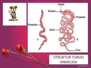 STRUKTUR TUBUH
   ANNELIDA
 