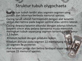 Struktur tubuh olygochaeta
Bagian luar tubuh terdiri atas segmen-segmen yang
jumlah dan lebarnya berbeda menurut spesies.
...