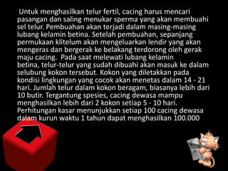 Untuk menghasilkan telur fertil, cacing harus mencari
pasangan dan saling menukar sperma yang akan membuahi
sel telur. Pem...