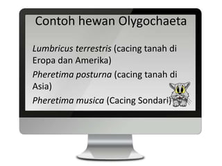 Contoh hewan Olygochaeta
Lumbricus terrestris (cacing tanah di
Eropa dan Amerika)
Pheretima posturna (cacing tanah di
Asia...