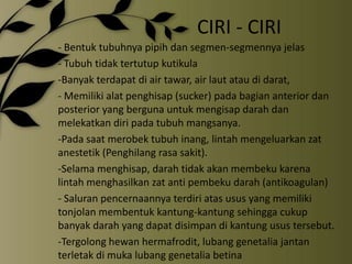CIRI - CIRI
- Bentuk tubuhnya pipih dan segmen-segmennya jelas
- Tubuh tidak tertutup kutikula
-Banyak terdapat di air tawar, air laut atau di darat,
- Memiliki alat penghisap (sucker) pada bagian anterior dan
posterior yang berguna untuk mengisap darah dan
melekatkan diri pada tubuh mangsanya.
-Pada saat merobek tubuh inang, lintah mengeluarkan zat
anestetik (Penghilang rasa sakit).
-Selama menghisap, darah tidak akan membeku karena
lintah menghasilkan zat anti pembeku darah (antikoagulan)
- Saluran pencernaannya terdiri atas usus yang memiliki
tonjolan membentuk kantung-kantung sehingga cukup
banyak darah yang dapat disimpan di kantung usus tersebut.
-Tergolong hewan hermafrodit, lubang genetalia jantan
terletak di muka lubang genetalia betina
 