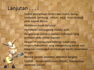 Lanjutan . . . .
        Sistem pencernaan terdiri dari mulut, faring,
        tembolok, lambung, rektum, anus. Anus terletak
        pada bagian dorsal.
        Peredaran darah tertutup
        Pernafasan berlangsung melalui kulit.
        Pengeluaran (eksresi) melalui nefridium yang
        terdapat pada setiap segmen.
        Hewan ini mempunyai kelenjar ludah yang
        mnghasilkan sekret yang mengandung bahan anti
        koagulasi (mencegah pembekuan darah) dinamakan
        Hirudin.
        Bersifat parasit, predator, pemakan bangkai
        Contoh : Hirudo medicinalis (lintah), Haemadipsa
        zeylarica ( pacet)
 