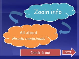 Zooin info


    All about
Hirudo medicinalis


          Check it out   NEXT
 