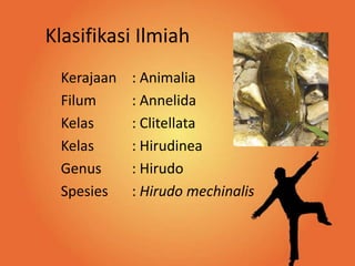 Klasifikasi Ilmiah
 Kerajaan   : Animalia
 Filum      : Annelida
 Kelas      : Clitellata
 Kelas      : Hirudinea
 Genus      : Hirudo
 Spesies    : Hirudo mechinalis
 