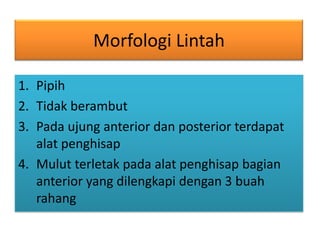 Morfologi Lintah

1. Pipih
2. Tidak berambut
3. Pada ujung anterior dan posterior terdapat
   alat penghisap
4. Mulut terletak pada alat penghisap bagian
   anterior yang dilengkapi dengan 3 buah
   rahang
 