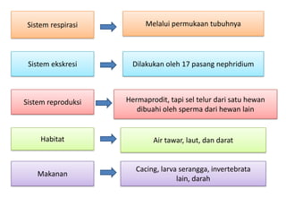 Sistem respirasi         Melalui permukaan tubuhnya




 Sistem ekskresi      Dilakukan oleh 17 pasang nephridium



Siste...
