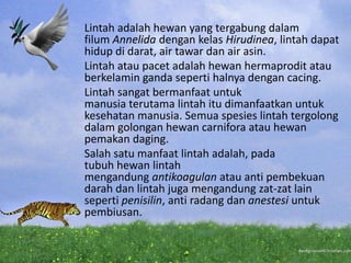 Lintah adalah hewan yang tergabung dalam
filum Annelida dengan kelas Hirudinea, lintah dapat
hidup di darat, air tawar dan...