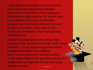 Lintah banyak manfaatkan terutama untuk
terapi kesehatan yang dikenal dengan
nama terapi Hirudo Medicinalis yang telah
dim...