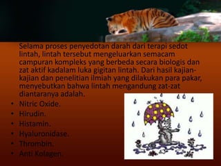 Selama proses penyedotan darah dari terapi sedot
    lintah, lintah tersebut mengeluarkan semacam
    campuran kompleks ya...