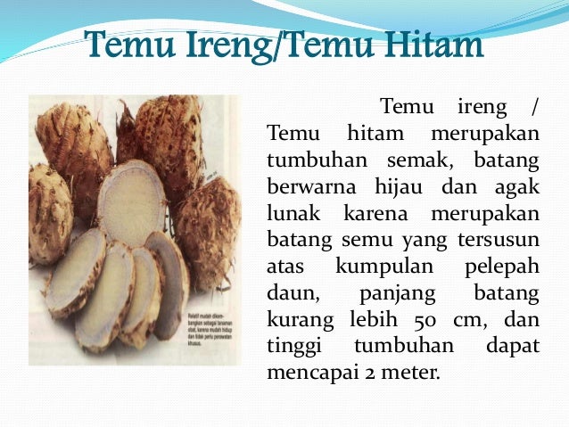 Pengaruh Temu ireng, Temu kunci, Lempuyang wangi terhadap 
