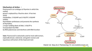 Mechanism of Action ：
Fluorouracil is an analogue of thymine in which the
methyl
group is replaced by a fluorine atom. It has two
active
metabolites: 5-FdUMP and 5-FdUTP. 5-FdUMP
inhibits
thymidylate synthetases and prevents the synthesis
of thymidine,
a major building block of DNA. 5-FdUTP is
incorporated into RNA
by RNA polymerase and interferes with RNA function
Uses: Fluorouracil is exclusively used to treat solid tumors,
especially breast, colorectal, and gastric tumors and
squamous cell tumors of the head and neck
 