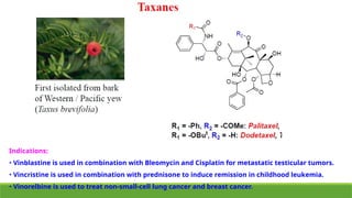 Indications:
• Vinblastine is used in combination with Bleomycin and Cisplatin for metastatic testicular tumors.
• Vincristine is used in combination with prednisone to induce remission in childhood leukemia.
• Vinorelbine is used to treat non-small-cell lung cancer and breast cancer.
 