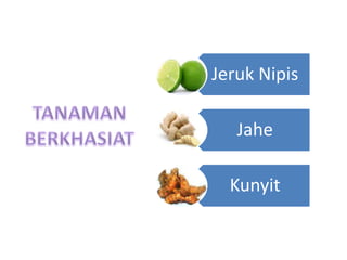 Jeruk Nipis
Jahe
Kunyit