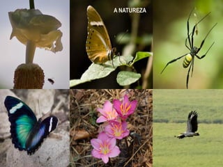 1. Onde estamos?   A NATUREZA




                                19
 