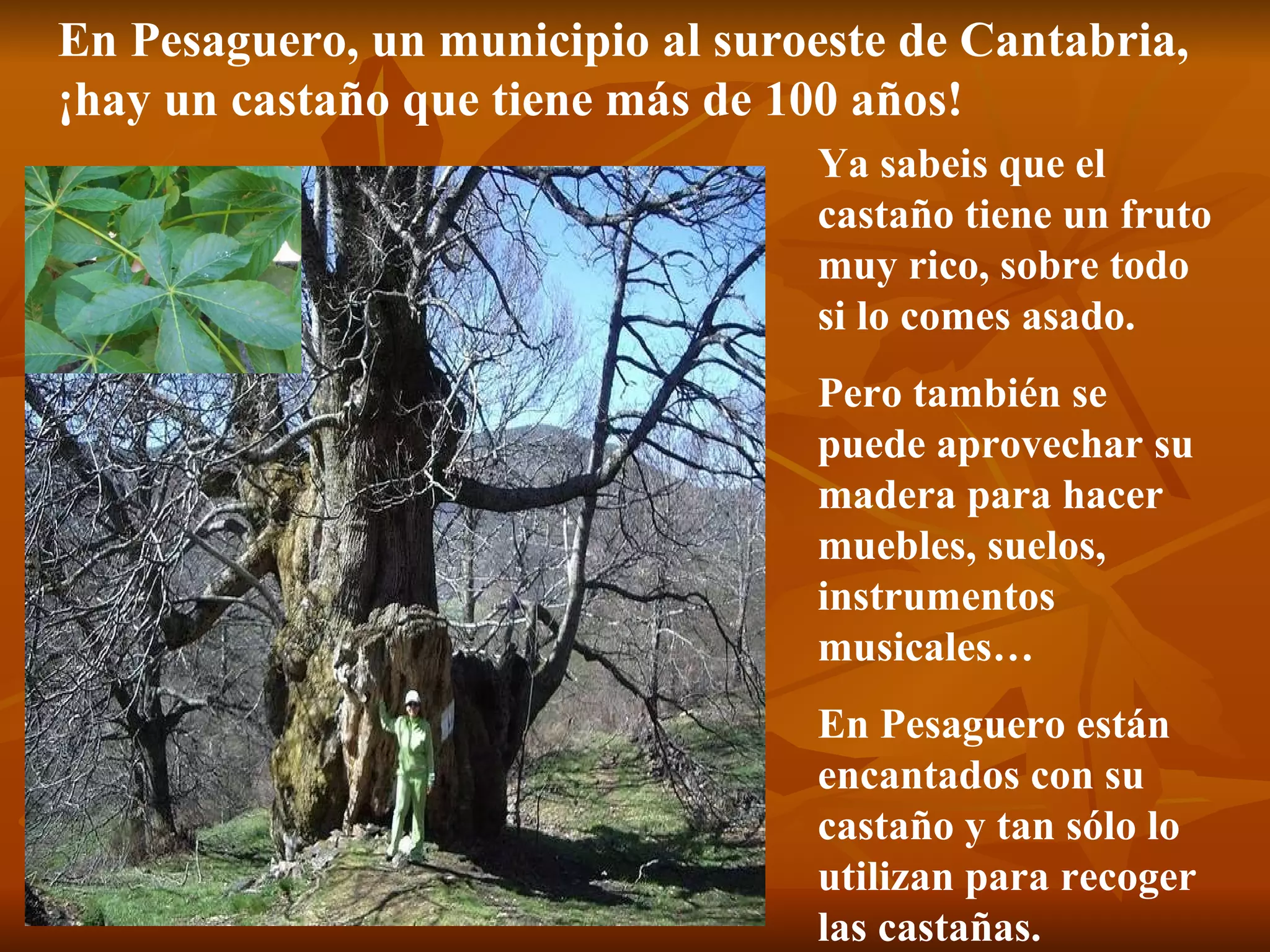En Pesaguero, un municipio al suroeste de Cantabria, ¡hay un castaño que tiene más de 100 años! Ya sabeis que el castaño tiene un fruto muy rico, sobre todo si lo comes asado. Pero también se puede aprovechar su madera para hacer muebles, suelos, instrumentos musicales… En Pesaguero están encantados con su castaño y tan sólo lo utilizan para recoger las castañas. 