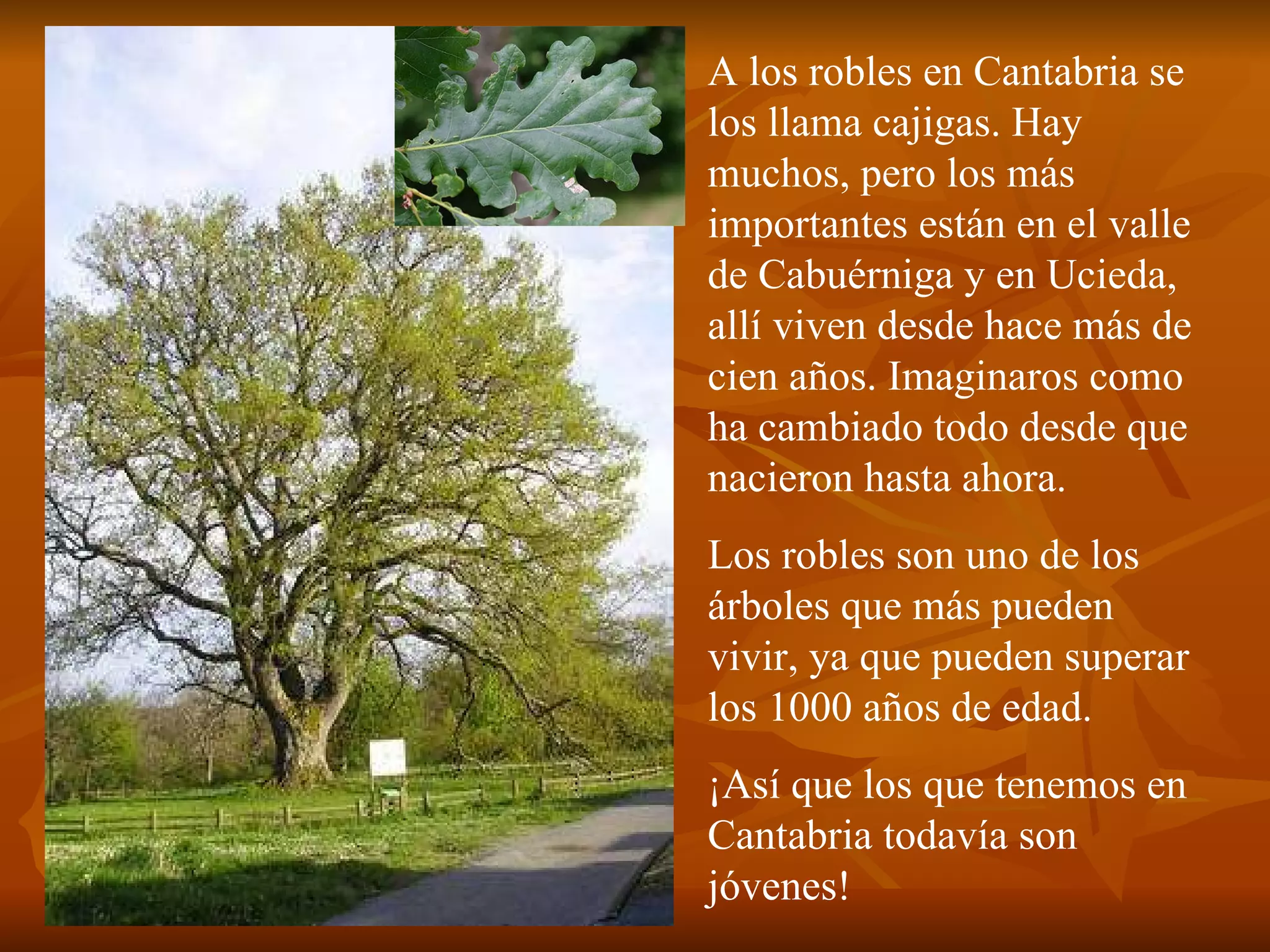 A los robles en Cantabria se los llama cajigas. Hay muchos, pero los más importantes están en el valle de Cabuérniga y en Ucieda, allí viven desde hace más de cien años. Imaginaros como ha cambiado todo desde que nacieron hasta ahora. Los robles son uno de los árboles que más pueden vivir, ya que pueden superar los 1000 años de edad.  ¡Así que los que tenemos en Cantabria todavía son jóvenes! 