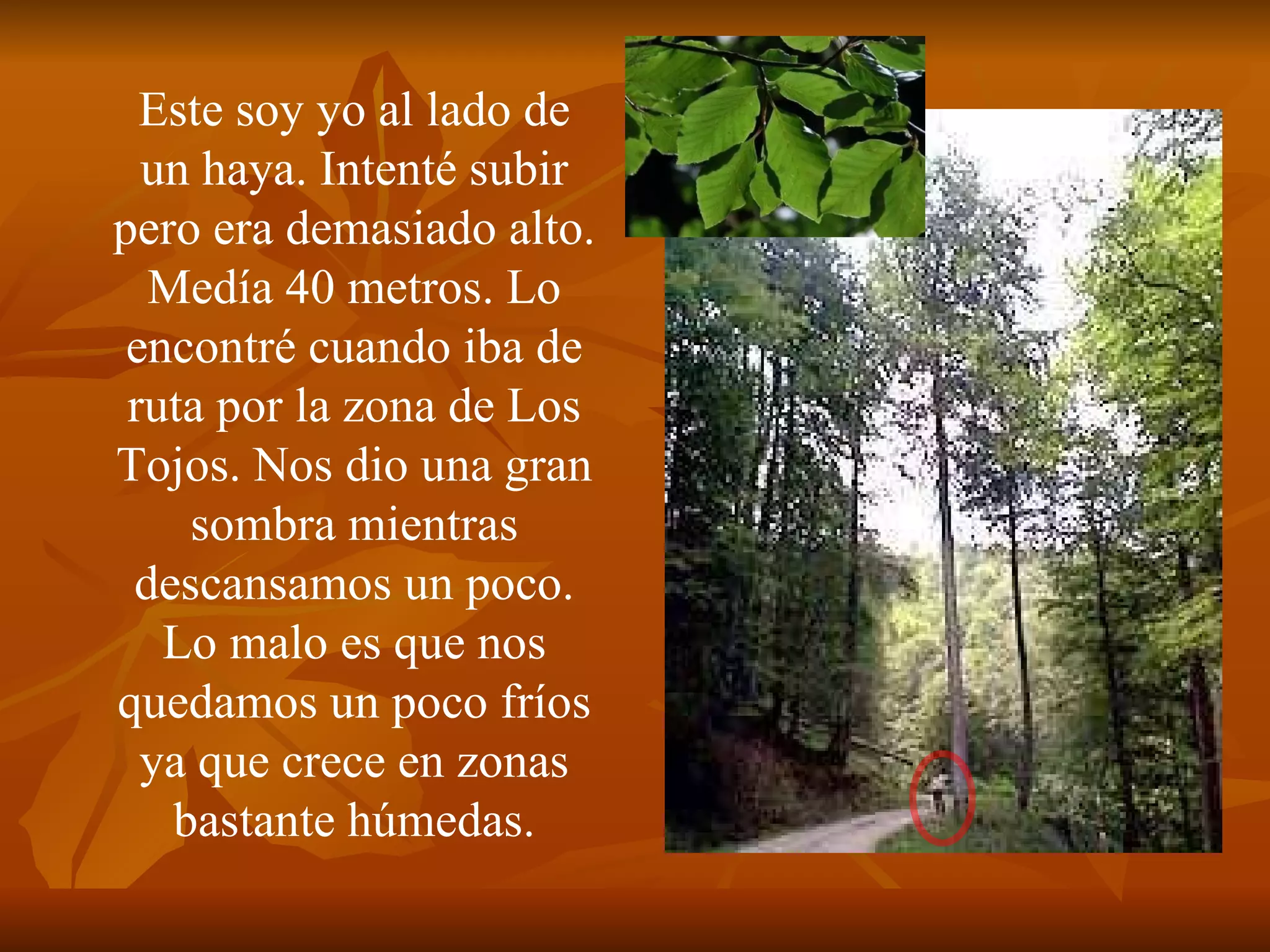 Este soy yo al lado de un haya. Intenté subir pero era demasiado alto. Medía 40 metros. Lo encontré cuando iba de ruta por la zona de Los Tojos. Nos dio una gran sombra mientras descansamos un poco. Lo malo es que nos quedamos un poco fríos ya que crece en zonas bastante húmedas. 