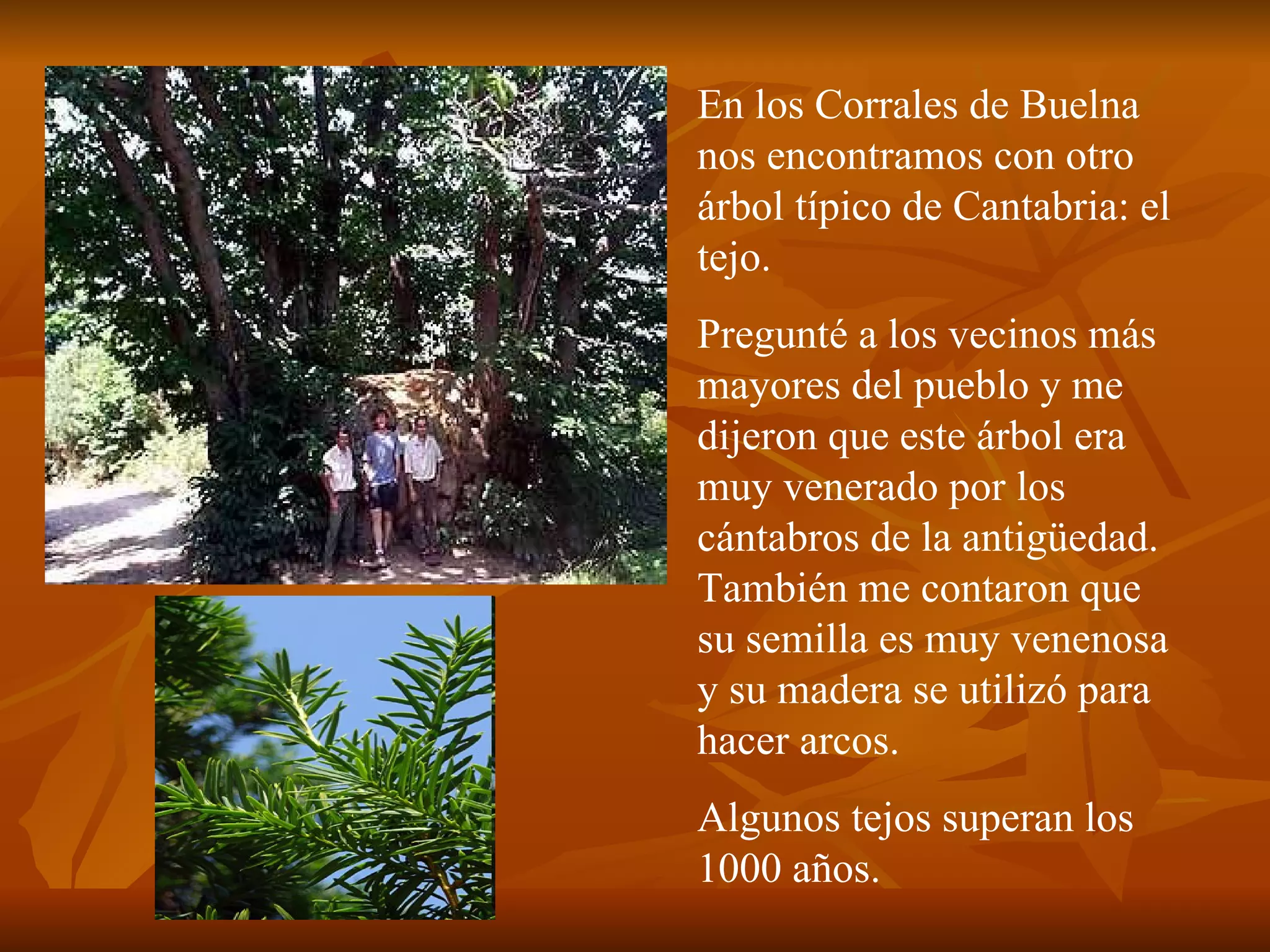 En los Corrales de Buelna nos encontramos con otro árbol típico de Cantabria: el tejo.  Pregunté a los vecinos más mayores del pueblo y me dijeron que este árbol era muy venerado por los cántabros de la antigüedad. También me contaron que su semilla es muy venenosa y su madera se utilizó para hacer arcos.  Algunos tejos superan los 1000 años. 