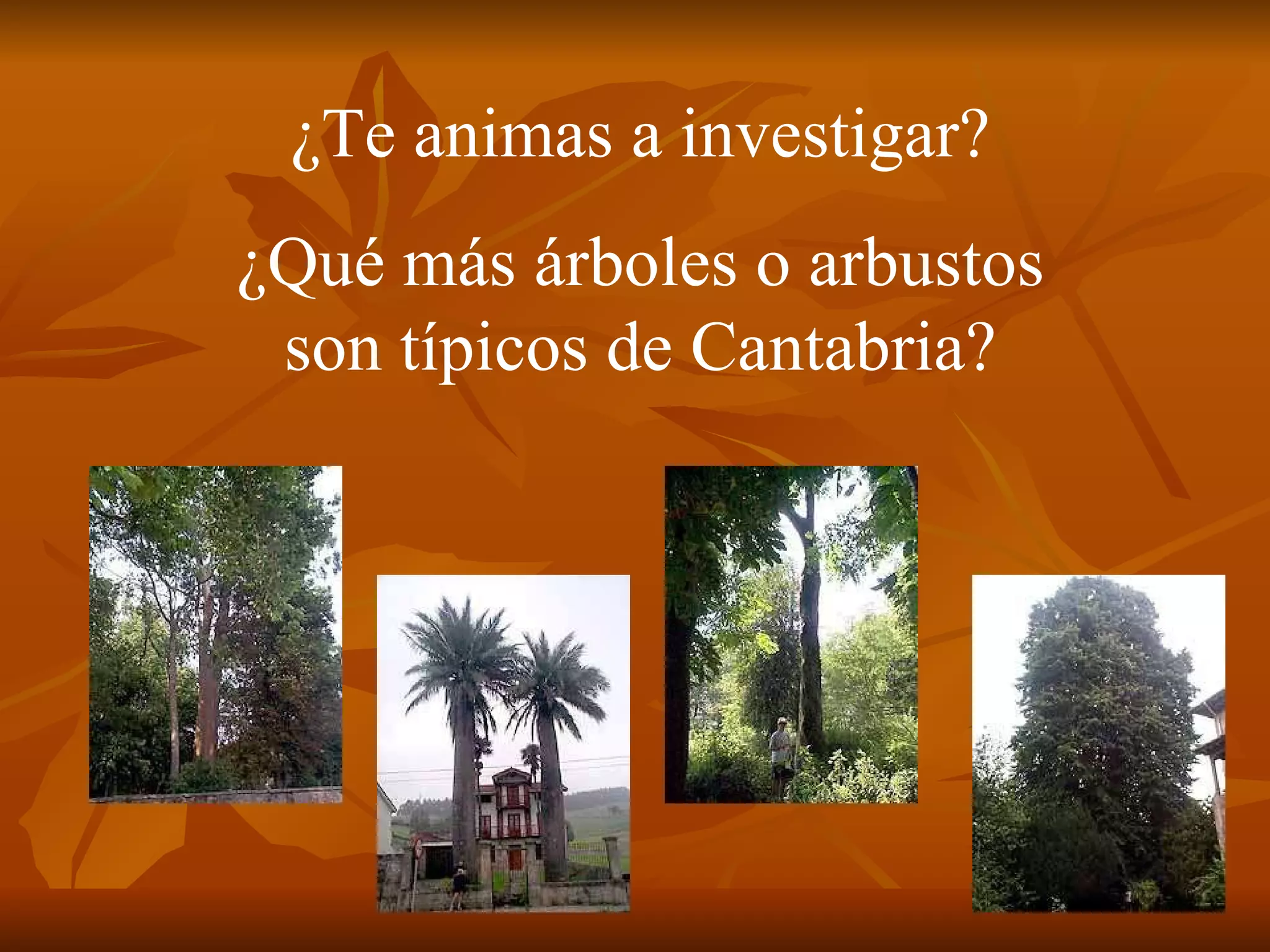¿Te animas a investigar? ¿Qué más árboles o arbustos son típicos de Cantabria? 