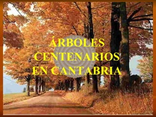 ÁRBOLES CENTENARIOS EN CANTABRIA 
