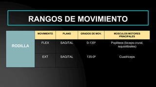 RANGOS DE MOVIMIENTO
RODILLA
MOVIMIENTO PLANO GRADOS DE MOV. MÚSCULOS MOTORES
PRINCIPALES
FLEX SAGITAL 0-135º Popliteos (biceps crural,
isquiotibiales)
EXT SAGITAL 135-0º Cuadríceps
 