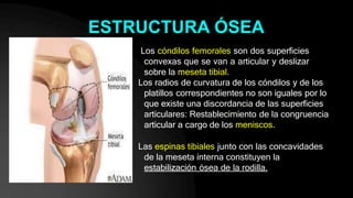 ESTRUCTURA ÓSEA
Los cóndilos femorales son dos superficies
convexas que se van a articular y deslizar
sobre la meseta tibial.
Los radios de curvatura de los cóndilos y de los
platillos correspondientes no son iguales por lo
que existe una discordancia de las superficies
articulares: Restablecimiento de la congruencia
articular a cargo de los meniscos.
Las espinas tibiales junto con las concavidades
de la meseta interna constituyen la
estabilización ósea de la rodilla.
 