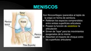 MENISCOS
Son fibrocartílagos (parecidos al tejido de
la oreja) en forma de semiluna.
➔ Rellenan los espacios comprendidos
entre ambas superficies articulares
➔ Poseen la función de estabilizar la
articulación
➔ Sirven de “tope” para los movimientos
exagerados de la misma
➔ Absorben el impacto de choque entre
las superficies articulares
 